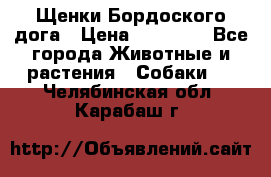 Щенки Бордоского дога › Цена ­ 60 000 - Все города Животные и растения » Собаки   . Челябинская обл.,Карабаш г.